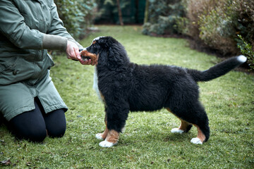 Bernese Mountain Dog puppy on green grass near man. Feeding the dog.