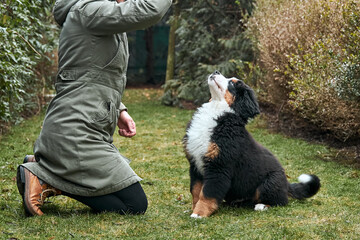 Bernese Mountain Dog puppy on green grass near man. Feeding the dog. - obrazy, fototapety, plakaty