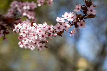 Branch with pink plum blossom in spring