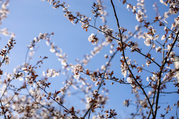 Branch with pink plum blossom in spring