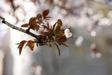 Branch with pink plum blossom in spring