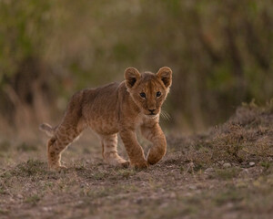 Young lion cub walking with muted green background.  
