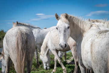 Obraz premium White horses in Camargue