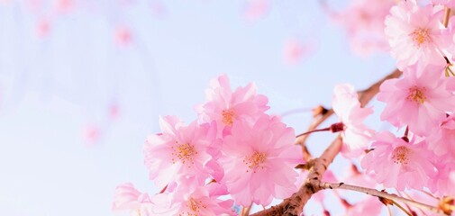 青空と満開の桜の花のクローズアップ、しだれ桜のフレーム素材、サクラのヘッダー	
