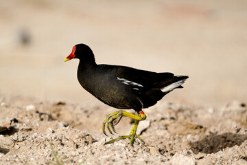 Moorhen