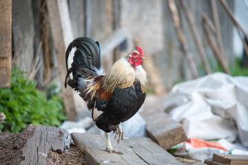 Beautiful motley rooster walks around the yard in village
