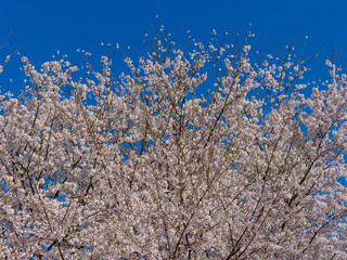 美しい青空と桜