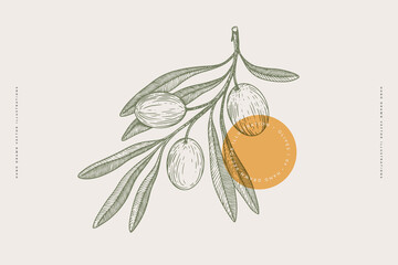 Hand-drawn olive branch with fruits and leaves in engraving style. The concept of organic products. Can be used for cosmetics, menu and packaging design. Vintage botanical illustration. - 497447464