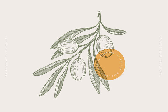 Hand-drawn olive branch with fruits and leaves in engraving style. The concept of organic products. Can be used for cosmetics, menu and packaging design. Vintage botanical illustration.