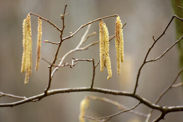 Yellow long spring catkins on tree branch