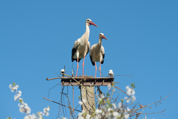 Two white storks in the nest against blue sky