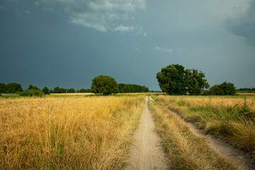 Sandy road through grain fields and cloudy sky, Nowiny, Poland