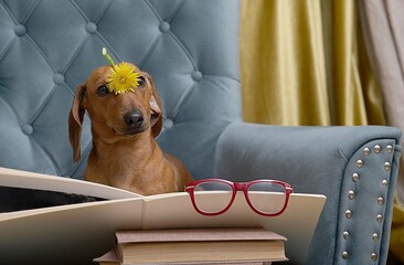 Dachshund hunting dog reads a book sitting in a cozy armchair in the living room and putting a...