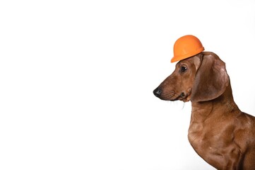 Dachshund hunting dog posing in profile in front of a white background celebrating Labor Day and wearing a small orange protective construction helmet. Festive studio photo session.