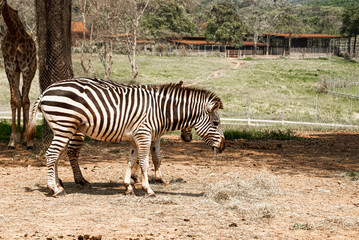 Fototapeta na wymiar Zebras are eating their food from the ground.