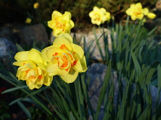 Yellow and orange daffodils blooming in a park in spring