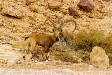 Nubian Ibex in the Arava desert valley