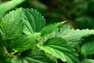 Leaves of green nettle grass. Burning nettles in the garden. Medicinal herb at home.
