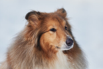 Portrait of a Scottish Shepherd in winter on a background of snow