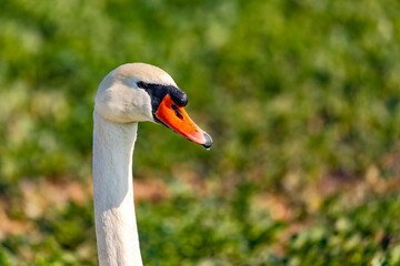 Close-up of a swan with its neck and head cut out in front of a green field