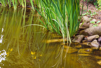 Young shoots of Acorus Calamus Variegatus (called Sweet Flag or calamus) in pond. Beautiful long green and white calamus leaves with pleasant smell and healing properties. There is place for text.