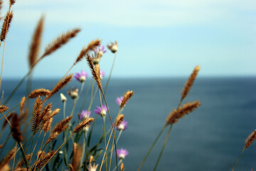 bluegrass and spikelets on the background of the sea
