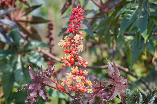 Bl&uuml;te, Rizinbaum