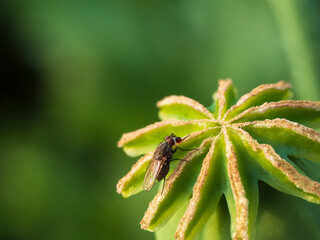 Macro of the surface of a poppy capsule white fly