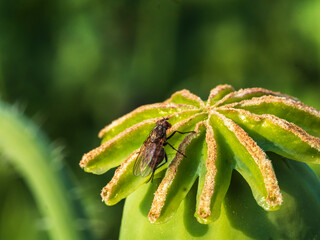 Macro of the surface of a poppy capsule white fly