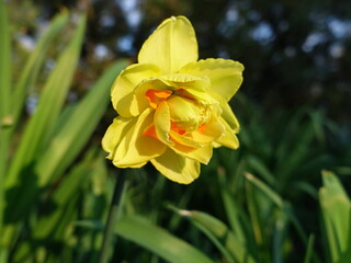 Yellow daffodil blooming in a park in spring