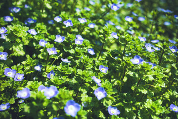 Selective focus of field Veronica chamaedrys little blue flowers illuminated by the spring morning sun. Springtime meadow flowering garden plants. Grass with small blue wildflowers blurred copy space 
