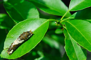 brown-white caterpillar on green leaf