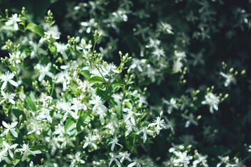 Spring garden view of Clematis flammula fragrant white flowers texture. White green moody summer...