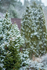 Snow fir tree branches under snowfall. Winter