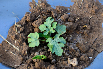 Small watermelon tree growing in garden.