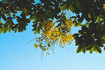 yellow leaves against blue sky