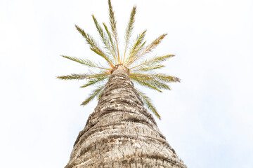 Copa de una palmera (árbol) mirando al cielo en una tarde de primavera