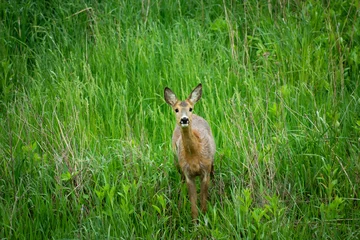 Foto auf Leinwand Beautiful young roe deer standing in green dense grass © darekb22