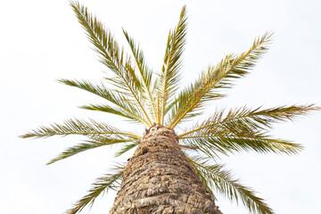 Copa de una palmera (&aacute;rbol) mirando al cielo en una tarde de primavera