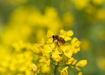 菜の花とミツバチ