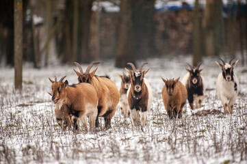 Obraz premium A group of goats in a now covered field in East Flanders, Belgium.