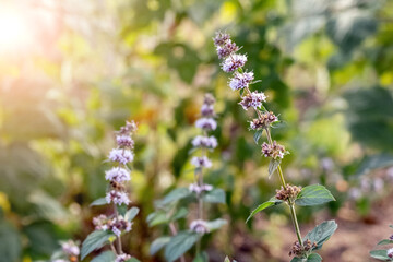 Mint flowering, mint - a medicinal plant. Bee on a mint flower