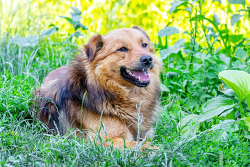 Cute shaggy dog with open mouth lying in the green grass