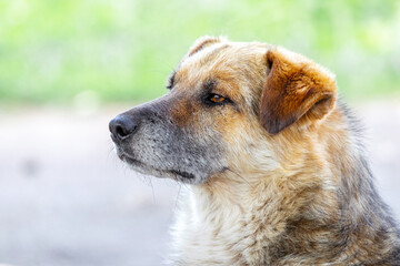 Portrait of big dog in profile close up on blurred background