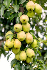 Ripe pears on a tree close up. Pear harvest