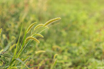 Summer background with green grass and spikelets of grass