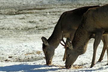 European red deer (Cervus elaphus) in a forest clearing on a sunny winter day. Females, young male and small fawns.