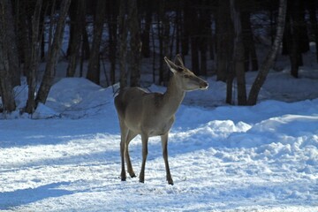 European red deer (Cervus elaphus) in a forest clearing on a sunny winter day. Females, young male and small fawns.
