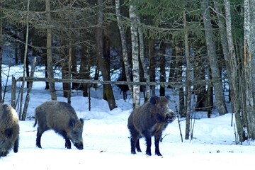 Wild boars (Sus scrofa) in a forest clearing on a sunny winter day. Females, young male and little...