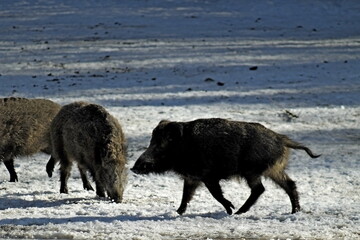Wild boars (Sus scrofa) in a forest clearing on a sunny winter day. Females, young male and little...